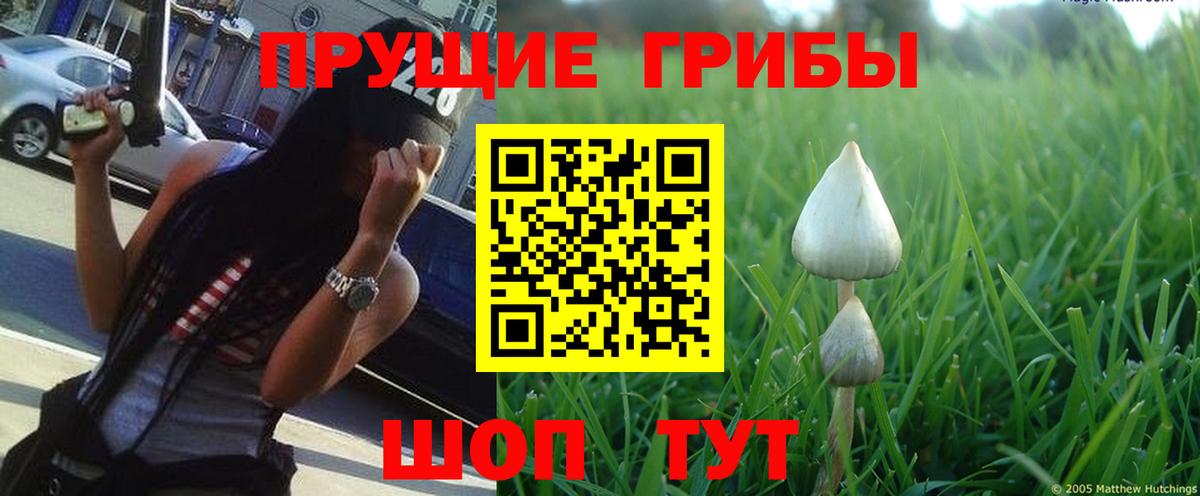 Галлюциногенные грибы MAGIC MUSHROOMS  Вход с VPN  Псилоцибиновые грибы прущие грибы  Красный Сулин 